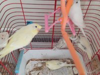 Eğitilmiş Muhabbet Kuşlar