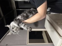 Maine Coon 10 Aylık Minik Dev