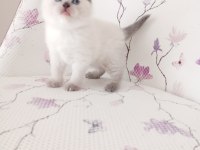 Bal Küpü Kar Topu Scottish Fold Bebekler