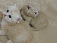 British Bebek Kediler