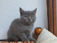 Uygun 2 aylık yavru kedimiz