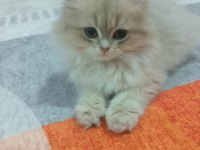 Saf Kan British Longhair Golden Yavrular