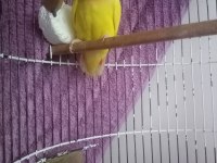 40 Günlük Sevda Papağanı Yavruları 1500 Tl