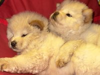 Orjinal Irkının Nadir Özellikleri Mevcut Çin Aslanı