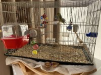 Çift Forpus Papağanı Ve Malzemeler