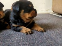Koca Kafa Rottweiler Yavrular Xxl