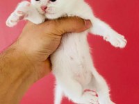 Kar Beyaz British Shorthair Erkek