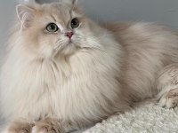 Şecereli blue golden shaded (ay12) kedime eş arıyoruz