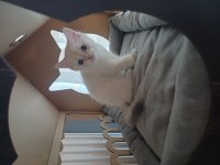 2.5 aylık erkek british shorthair