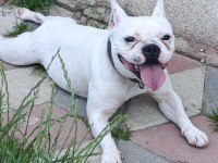 French bulldog kızımız sevgi dolu ailesini arıyor