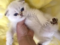 Silver point ns1133 safkan orjinal scottish fold mavi gözlü