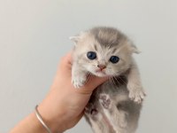 Scottish Fold Yavrularımız