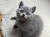 Kedimize ömürlük yuva arıyoruz