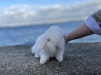 Safkan Hollanda Lop Mini Ve Cüce Tavşanlar Gönderim Var