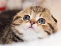 Minik Kıvrım Büyük Sevgi Blackgolden Scottish Fold