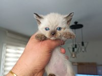 35 Günlük Siyam Kedisi Yavruları