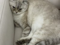 Scottish straight kedimiz