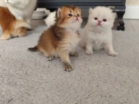 Mükemmel Full Şecereli British Longhair Bebekler