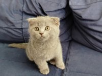 Scottish fold kedimiz