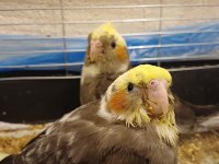 El besleme sultan papağanı