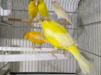 Eşe hazır dişi kanaryalar
