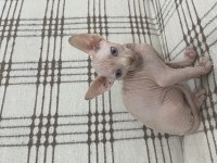 Odd Eyes Ve Elf Kulak Kanada Sfenks Yavrular