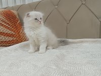 Scottish Fold Bicolor Longhair