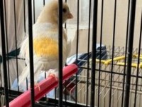 Erkek al mozaik kanarya (2025)