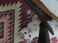 Yavru Kedilerimiz Ömürlük Sahiplerini Arıyor