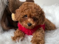Mini Poodle Yavrular