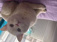 Safkan British Shorthair Golden