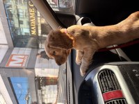 2 Aylık Dişi Cocker