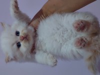 A Kalite Irk Garantili Yavru Kedilerdir (Ücretsiz Değildir)