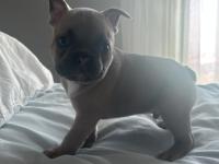 Blue French Bulldog