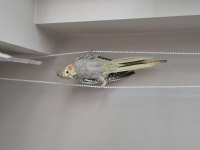 Sultan Papağanları