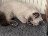 3.5 Aylık British Shorthair Bluepoint