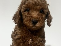 Yavru Toy Poodle