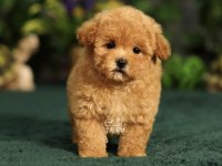 Maltipoo Bebekleri