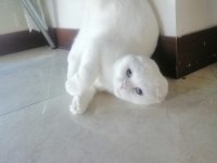 Scottish Fold Beyaz Kızımız Yeni Sahibini Arıyor