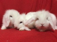 A kalite hollanda teddy lop tavşanı yavrularımız