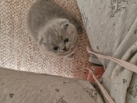 1.5 Aylık Dişi Ve Erkek Kediler