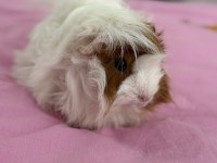 Bütün eşyalarıyla dişi ve erkek safkan guinea pig