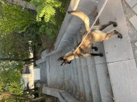 5 aylık dişi belçika malinois kurt köpeği