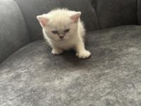 A kalite lynx point erkek yavru kedimiz