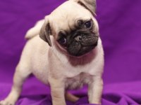 Irk Garantili Pug Yavruları