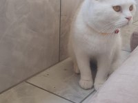 Kartopu kedim ücretsiz