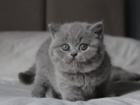 Gümüş zarafet gri british shorthair yavrumuz
