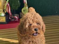 Toy poodle cinsi bebekler