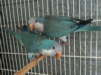 Yuva Hazırlığında Keşiş Monk Papağanları