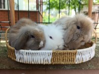 Hollanda teddy lop 35 günlük tavşan yavrular